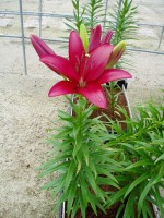 [1659 Sulpice No02.JPG]